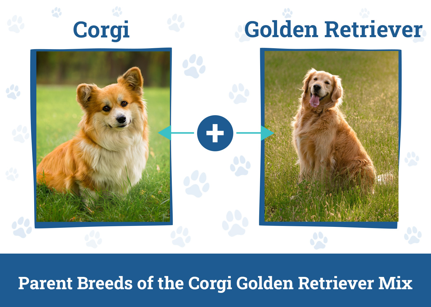Parent Breeds of the Corgi Golden Retriever Mix