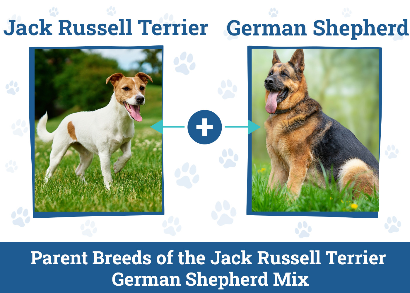 Jack Russell Terrier German Shepherd Mix