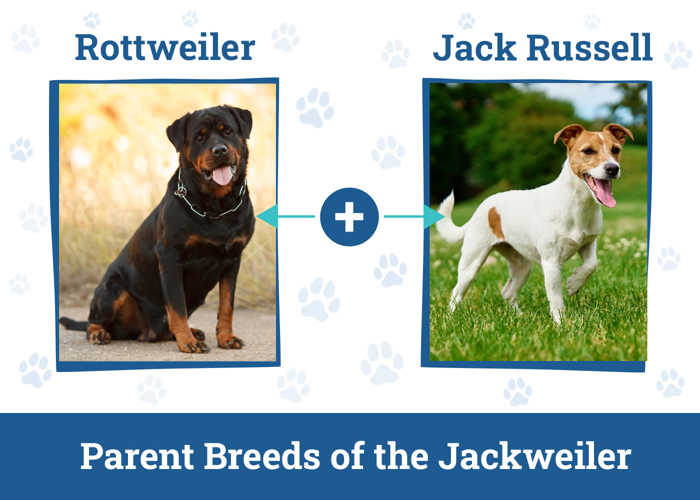 Parent Breeds of the Jackweiler