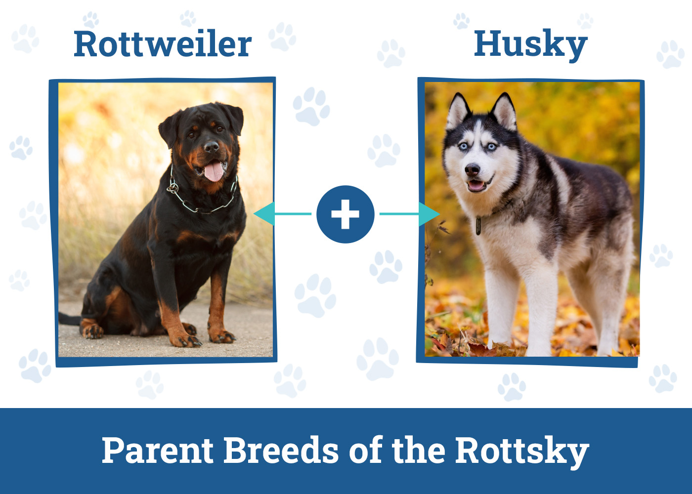 Parent Breeds of the Rottsky