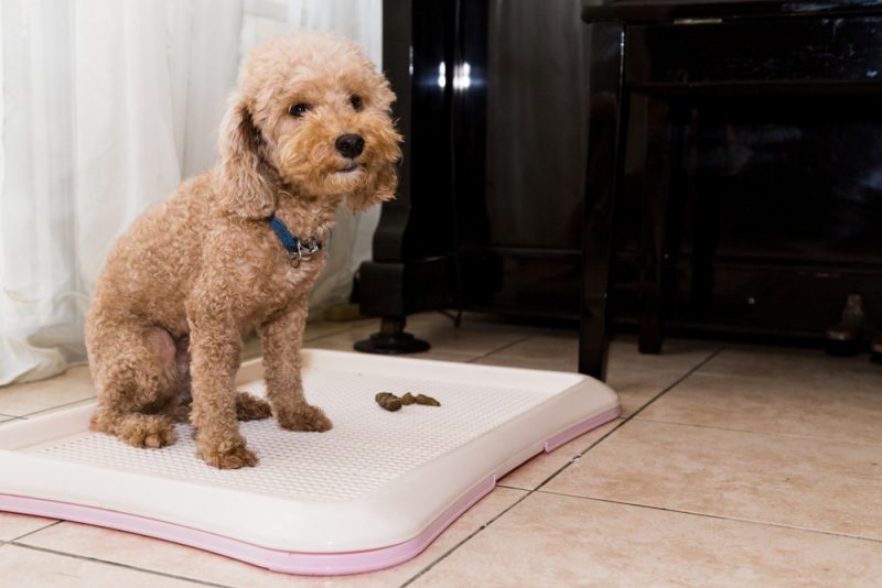 Poodle dog next to indoor training toilet tray with poop