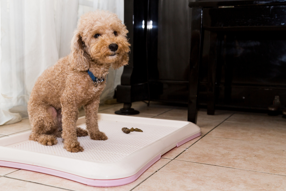 Poodle dog next to indoor training toilet tray with poop