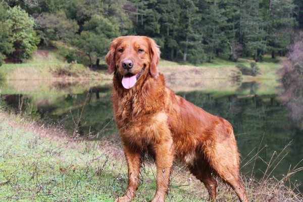 Red Golden Retriever Dog Standing In Front Of A Pond