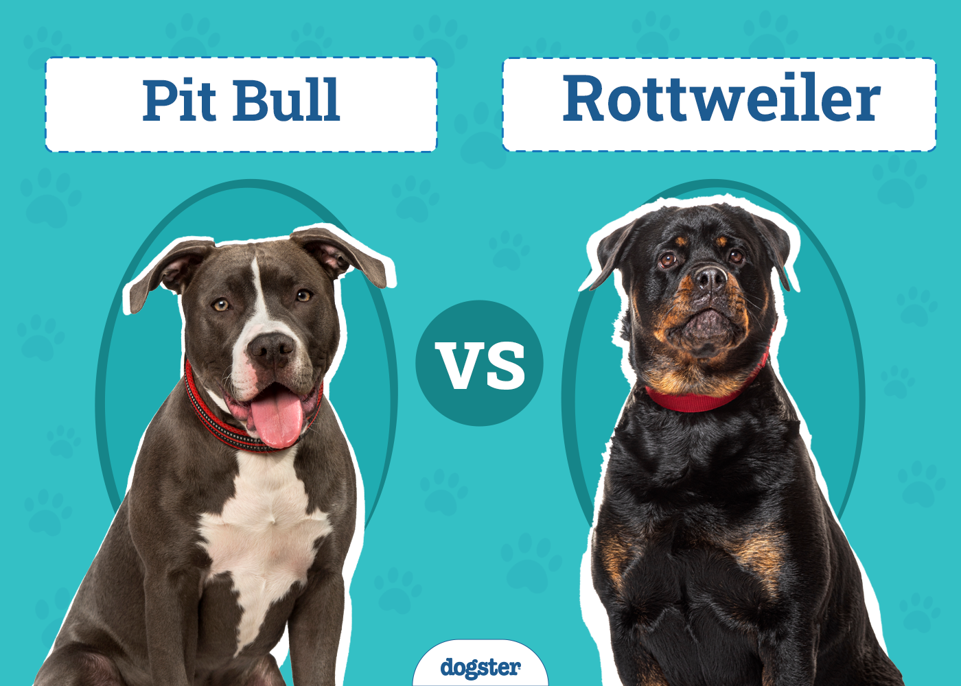 Rottweiler vs. Pit Bull