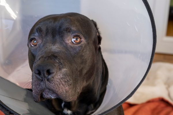 Sad pitbull wearing a cone