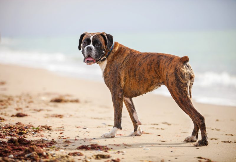 boxer-standing-on-the-beach