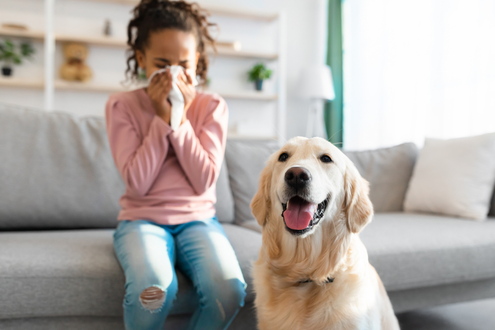 girl-owner-sneezing-next-to-her-golden-retriever