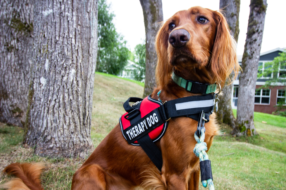 golden retriever therapy dog sitting outdoors