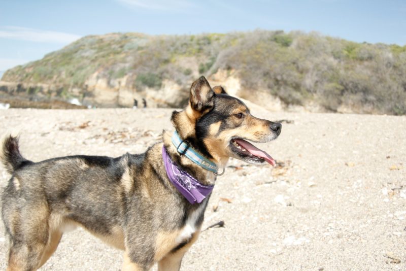 rottsky-standing-by-the-lake