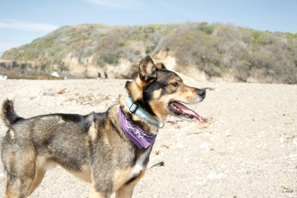 rottsky-standing-by-the-lake