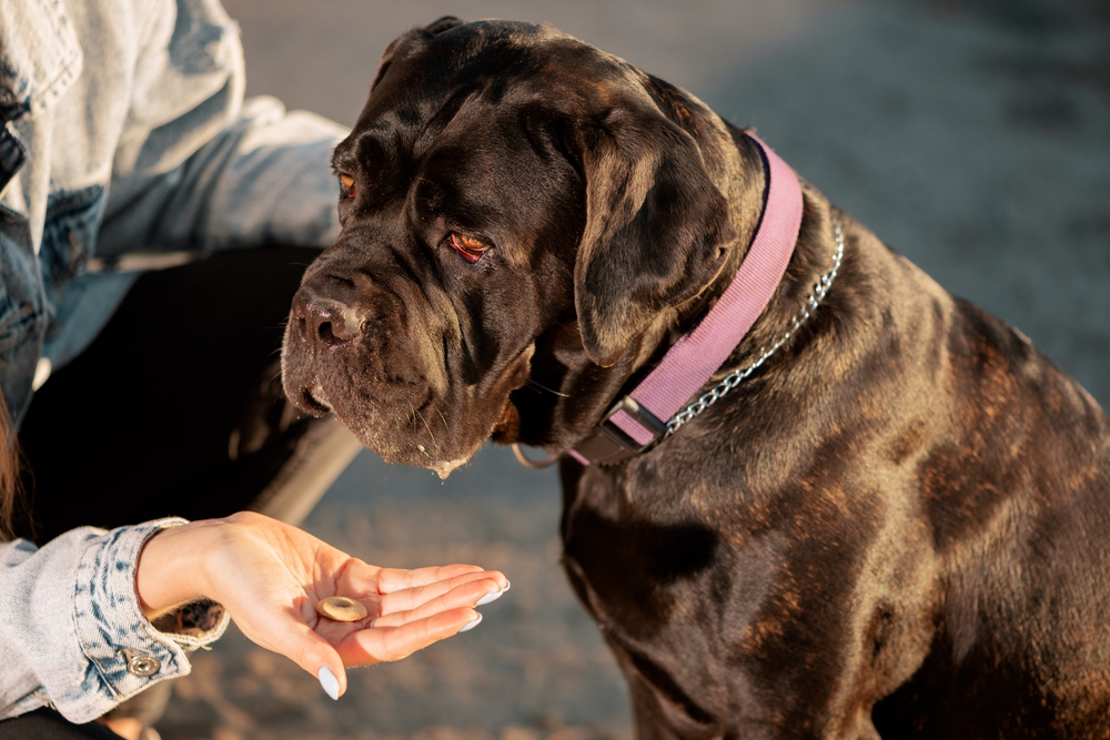 Woman feeding her female Cane Corso a treat