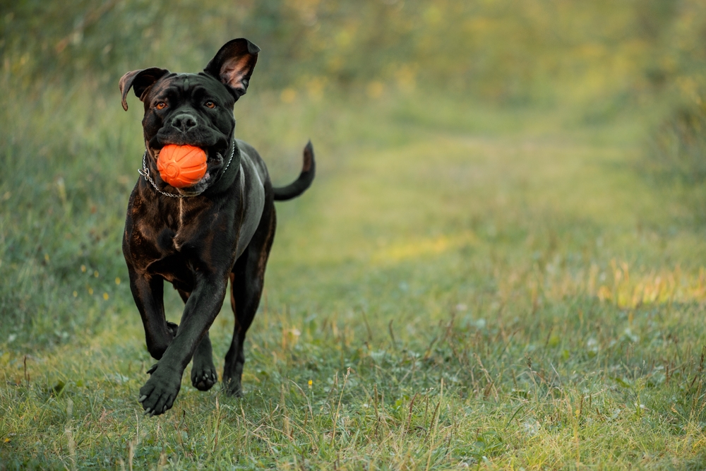 Cane Corso with an orange ball in their mouth running on the grass