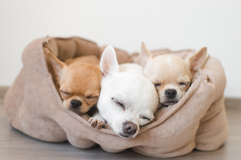Cute chihuahuas slepping