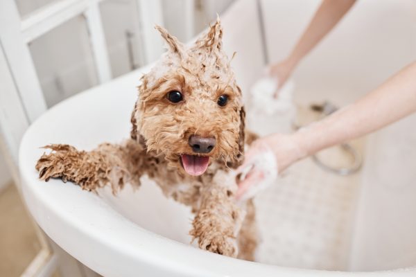 Cute puppy enjoying a bath