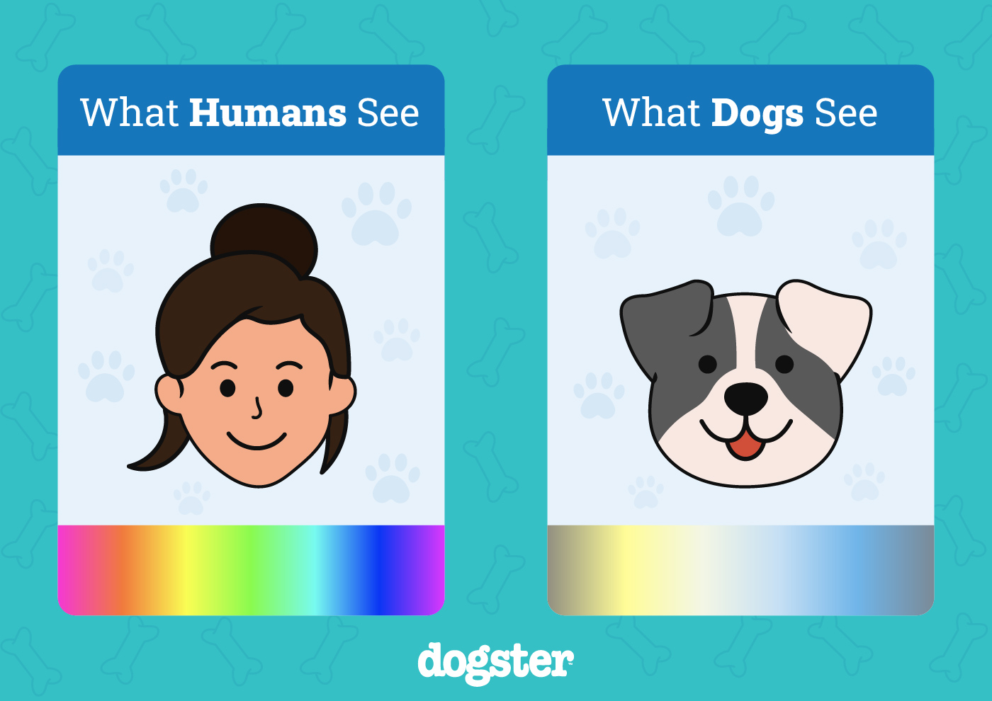 Dogs vs Human Sight Color