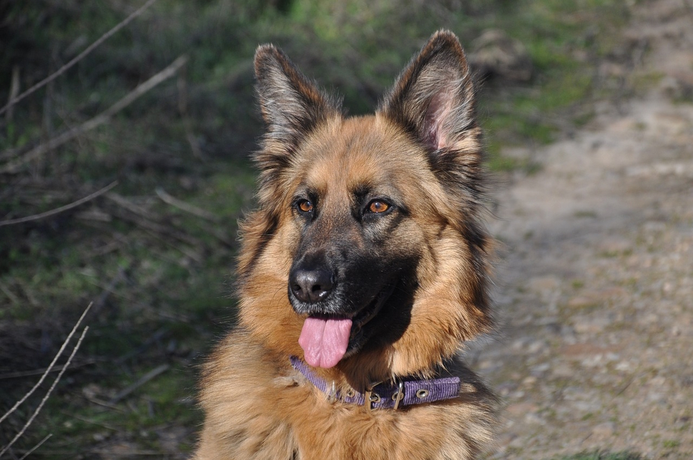erman shepherd dog outdoor