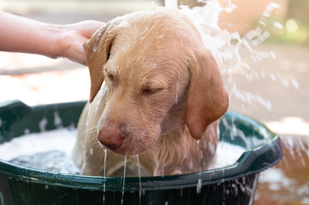 Labrador puppy getting rinsed in a basin