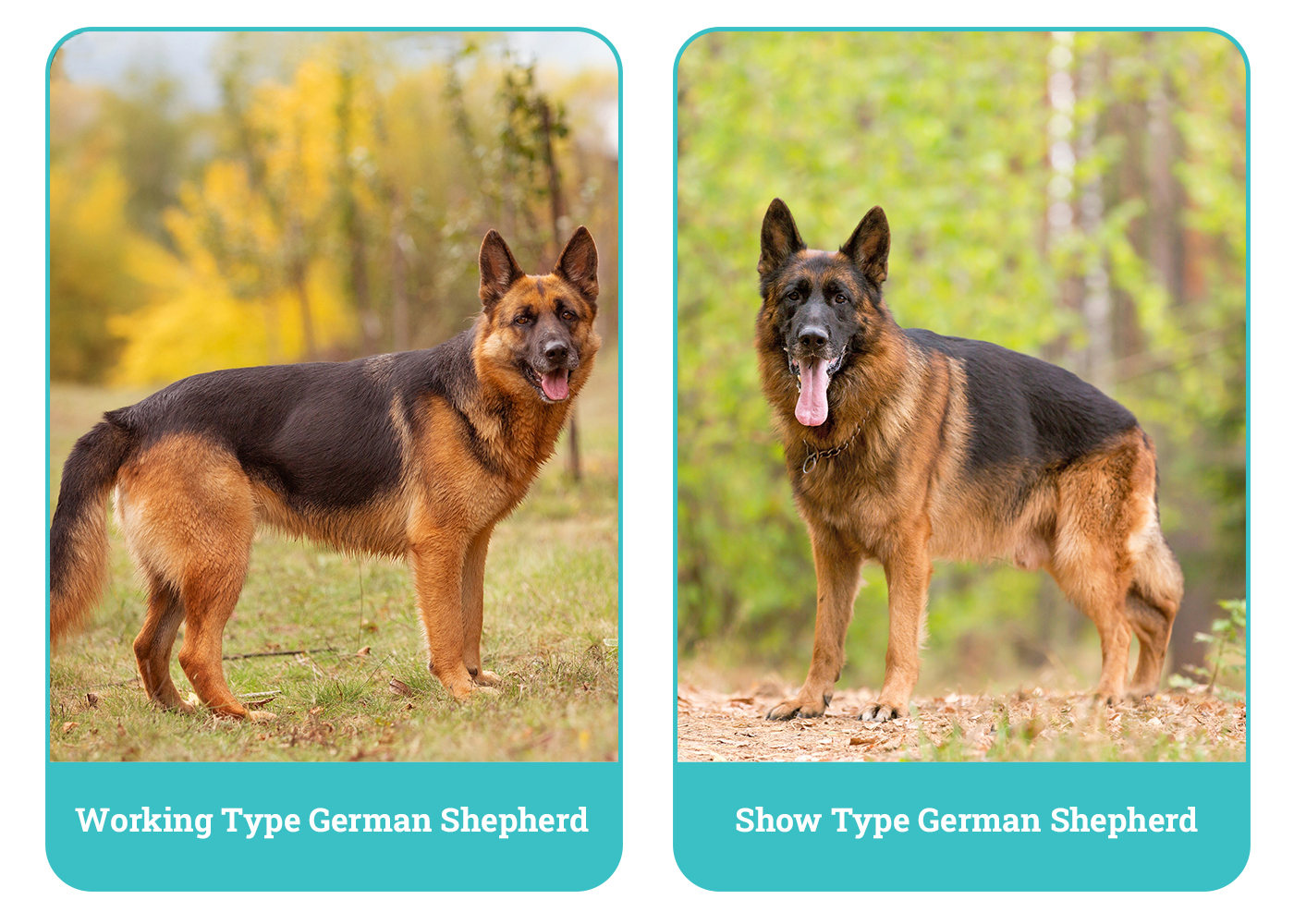 Working Type German Shepherd vs Show Type German Shepherd