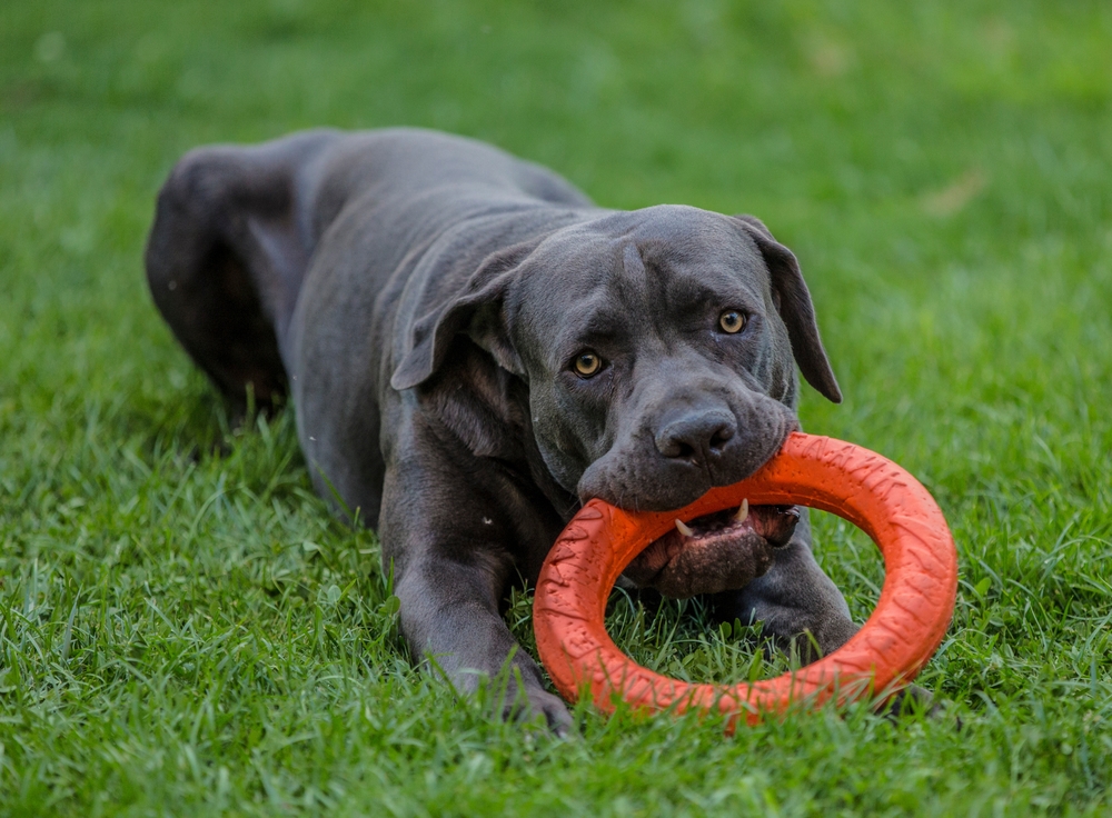 cane-corso-puppy-biting-the-toy