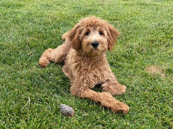 female goldendoodle puppy