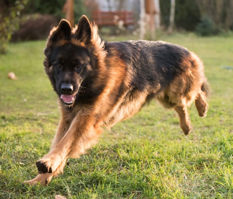 german shepherd dog running outdoor