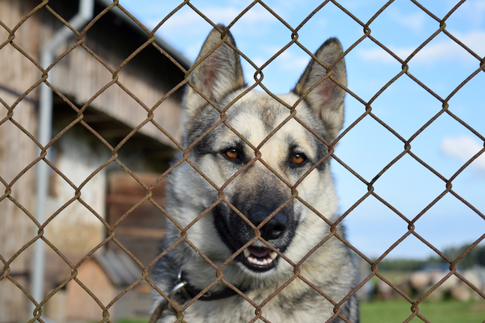 german shepherd dog behind the fence