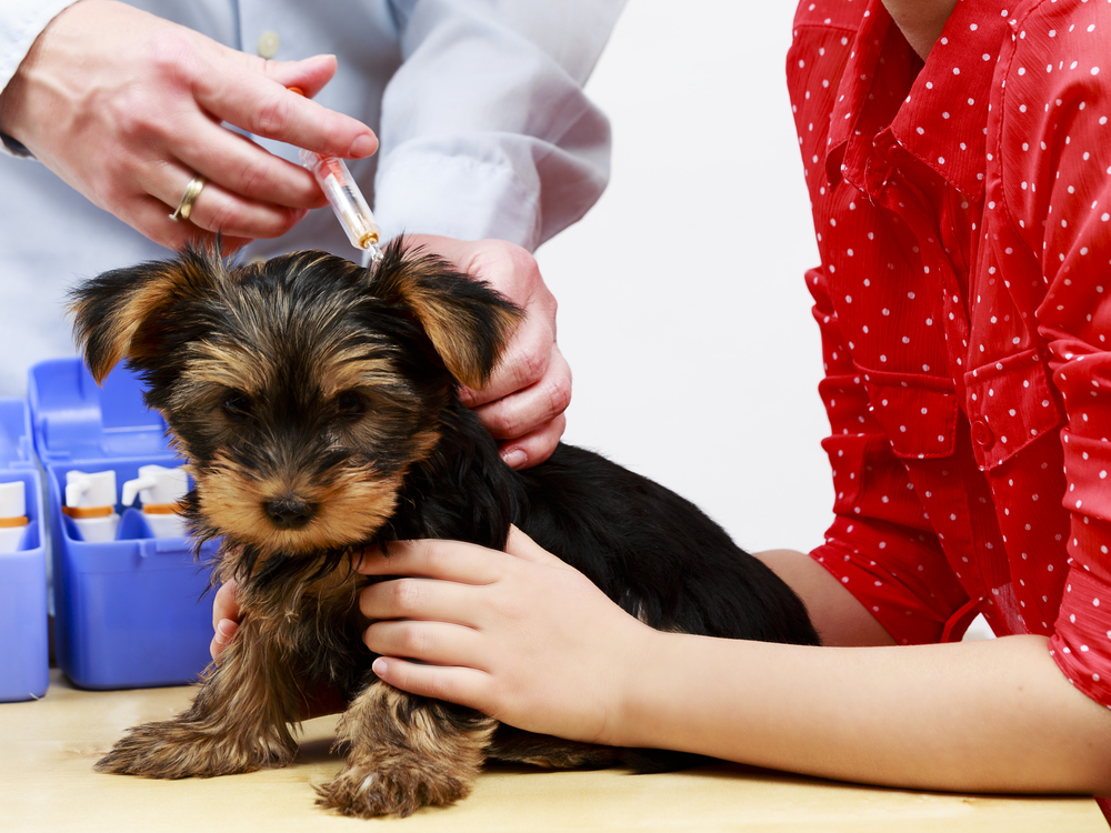 Puppy Vaccine