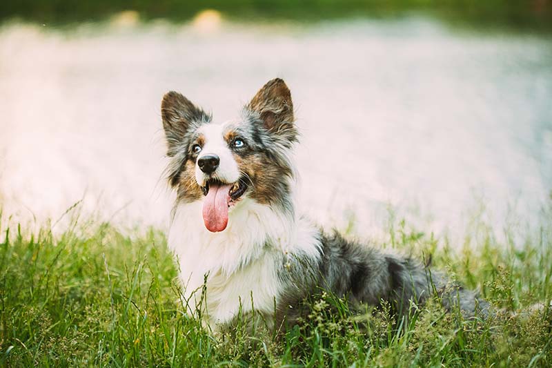 Blue Merle Cardigan Welsh Corgi Dog Playing In Green Summer Grass