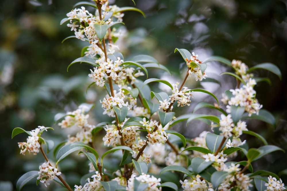 Burkwoods Osmanthus