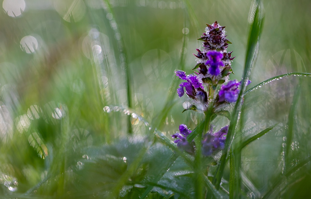 Carpet Bugleweed