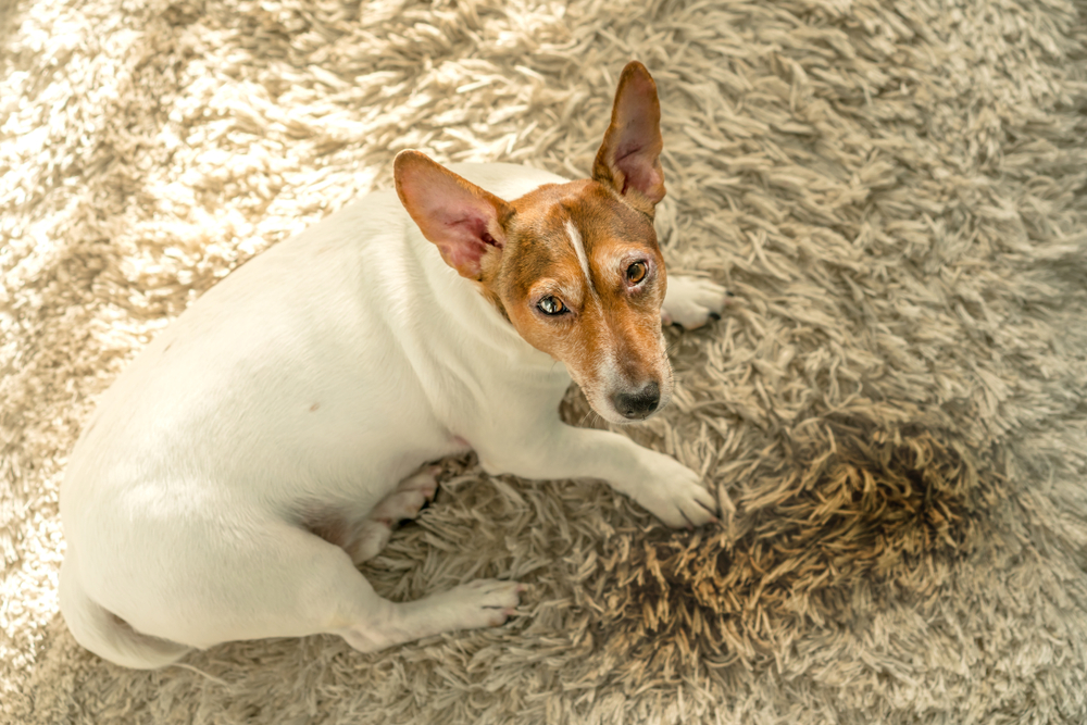Jack-Russell-Terrier-is-lying-on-a-white-carpet-near-a-wet-puddle-with-urine