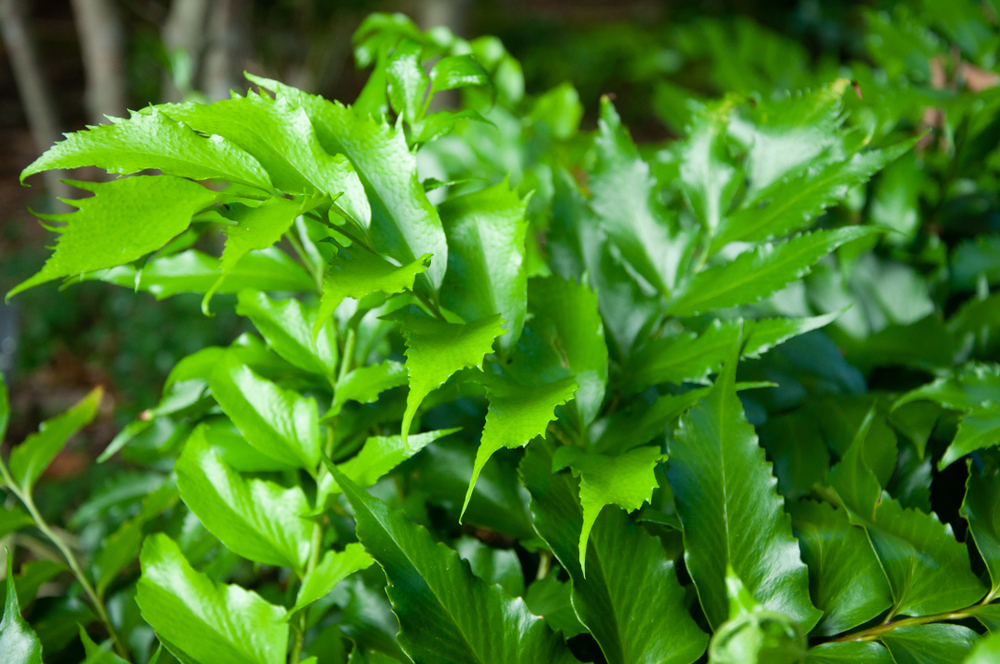 Japanese Holly Fern