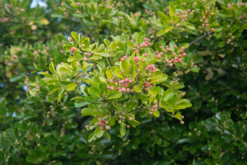 Japanese Spindle Tree