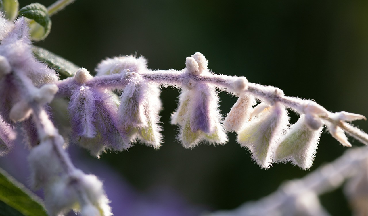 Mexican Sage