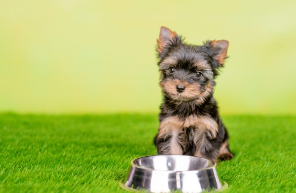 Yorkshire terrier puppy sitting on green summer grass with empty metal bowl