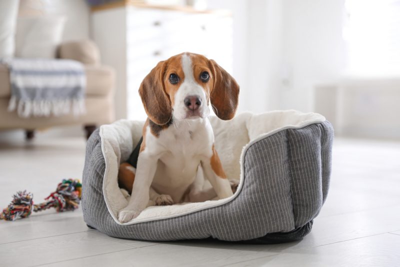 beagle puppy in dog bed