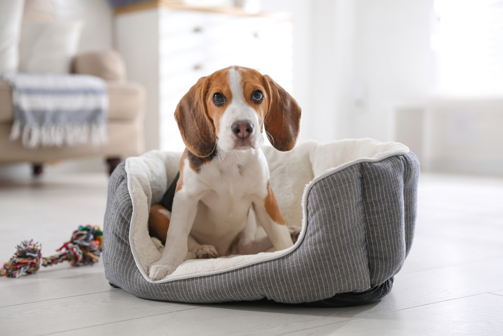 beagle puppy in dog bed