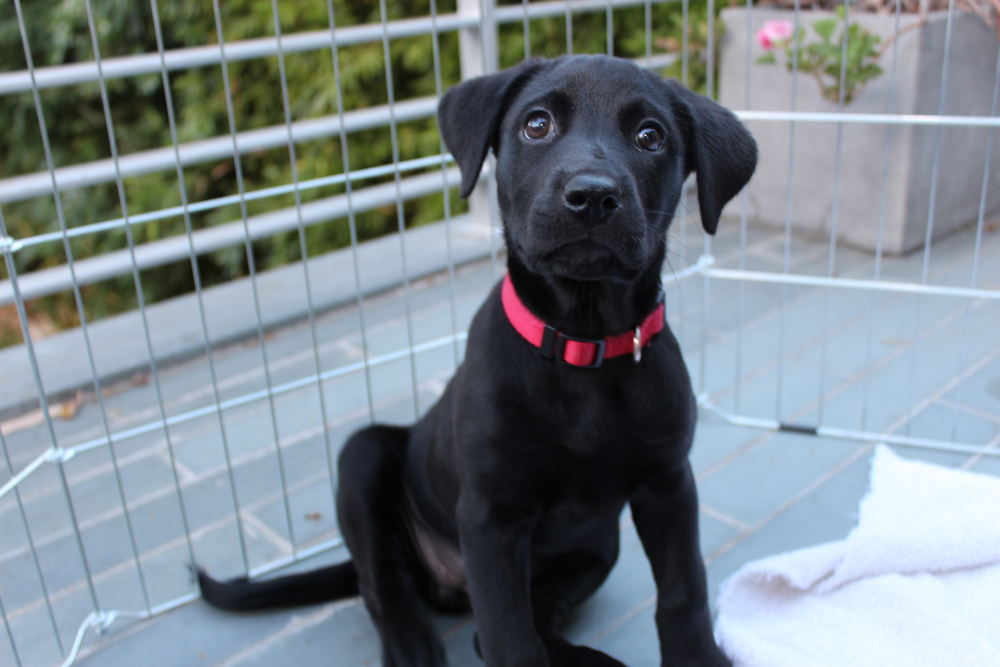 black lab puppy sitting in outdoor playpen