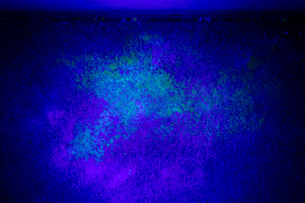 blacklight illuminating urine on carpet