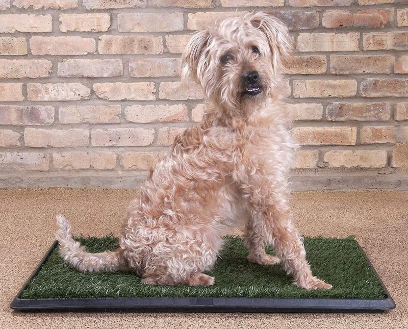 small dog on artificial grass