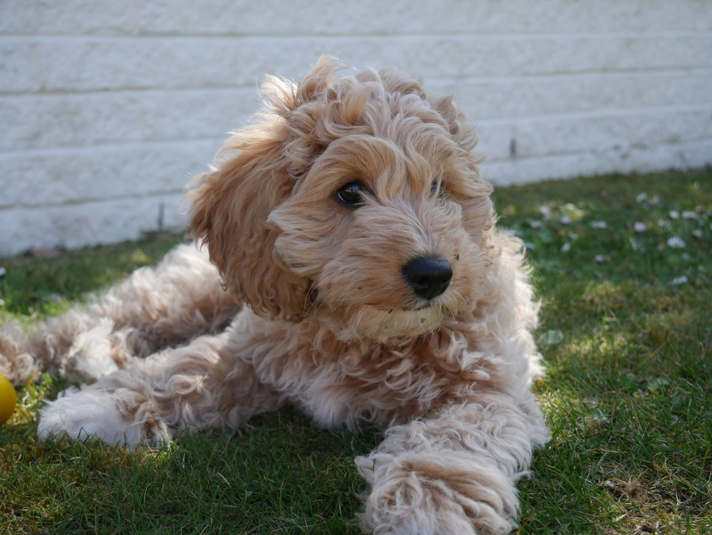 cavapoo puppy lying in the grass