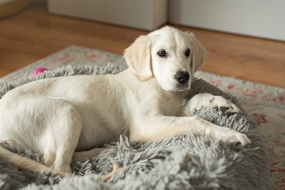 golden retriever puppy on dog bed