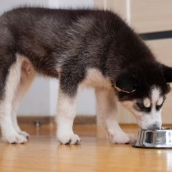 siberian husky puppy eating dog food