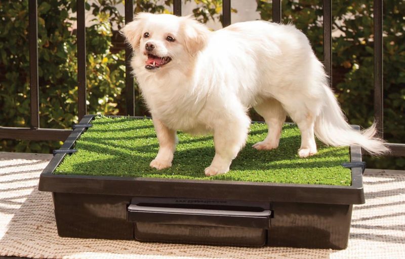 small dog on artificial grass