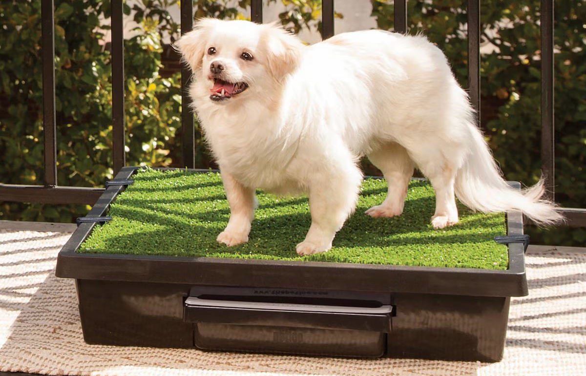 small dog on artificial grass