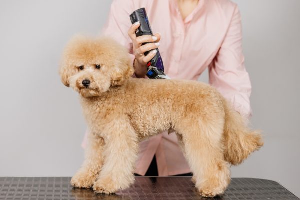 woman grooming her poodle