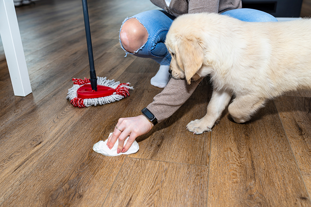 woman wiping off dog's pee on the floor