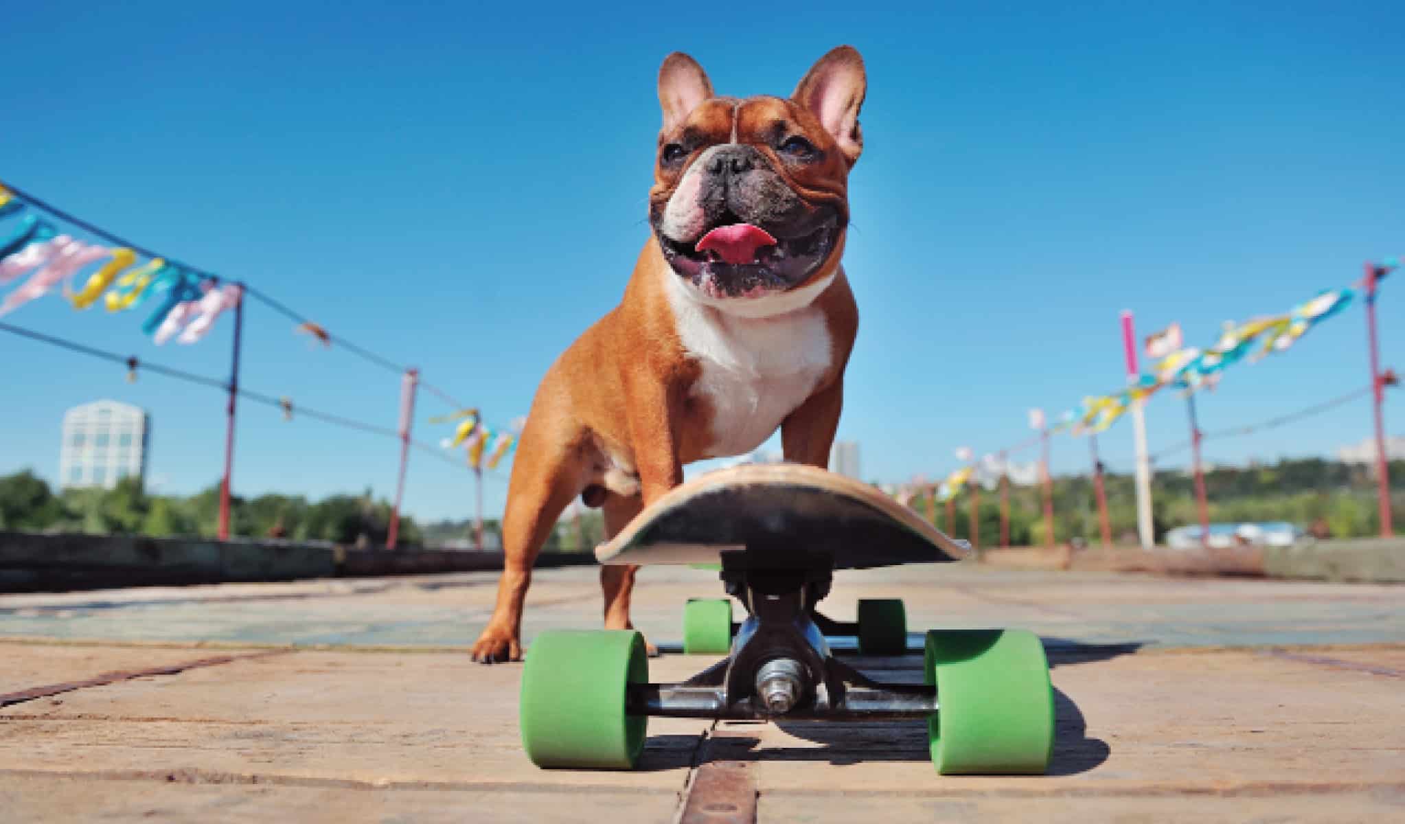 How To Teach Your Dog To Skateboard In 7 Steps Dogster