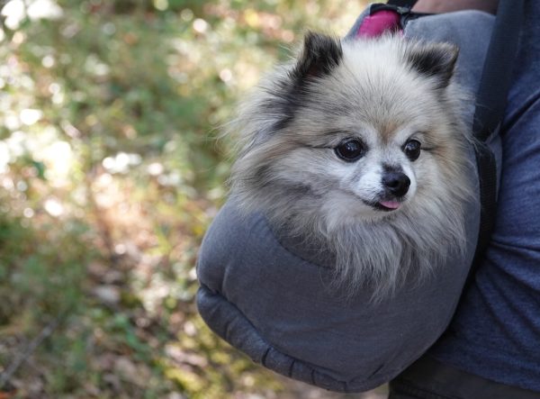 small chihuahua spitz dog in a dog sling bag