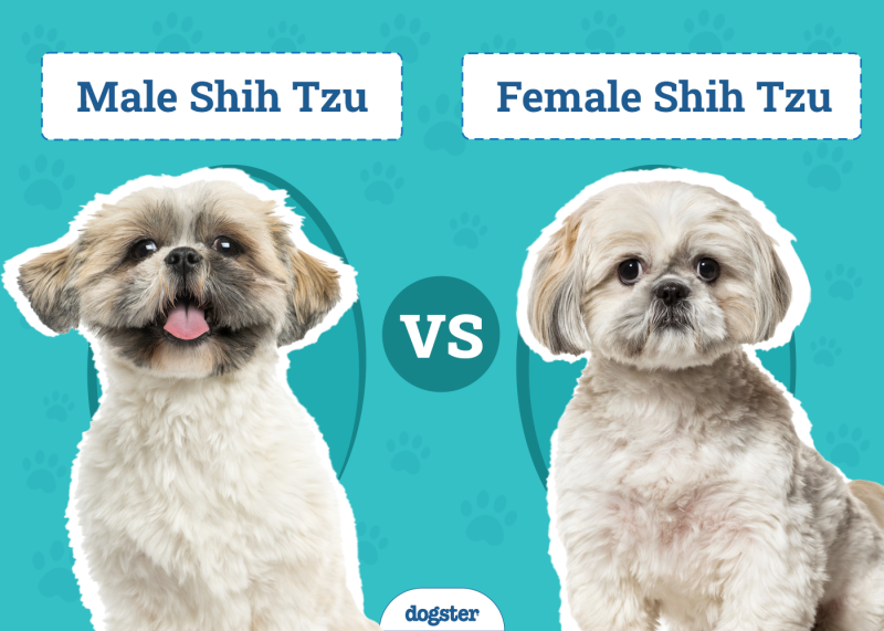 Male vs Female Shih Tzu